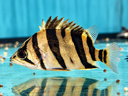 Indonesischer Tigerbarsch Datnioides microlepis 5-6 cm