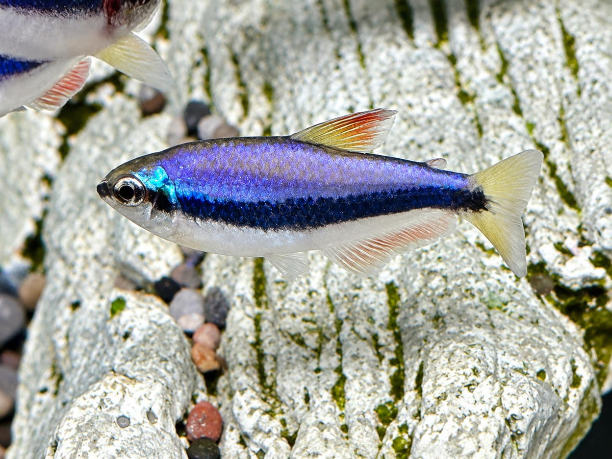 Königssalmler Inpaichthys kerri