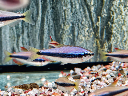 Königssalmler Inpaichthys kerri
