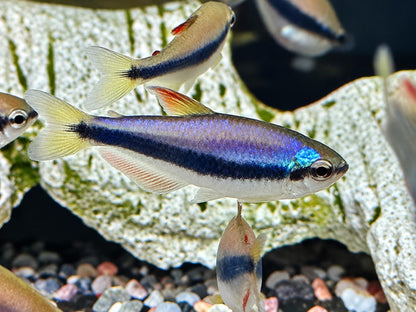 Königssalmler Inpaichthys kerri