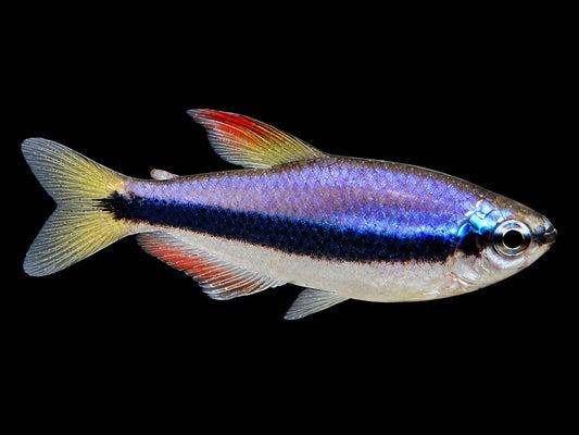 Königssalmler Inpaichthys kerri