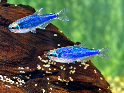 Königssalmler Super blau Inpaichthys kerri