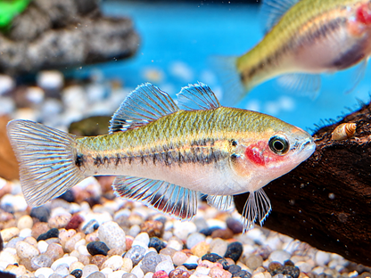 Kaisergrundel Hypseleotris compressa 4-4,5 cm