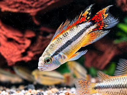 Kakadu Zwergbuntbarsch Apistogramma cacatuoides  Doppelrot