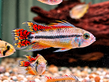 Kakadu Zwergbuntbarsch Apistogramma cacatuoides  Doppelrot