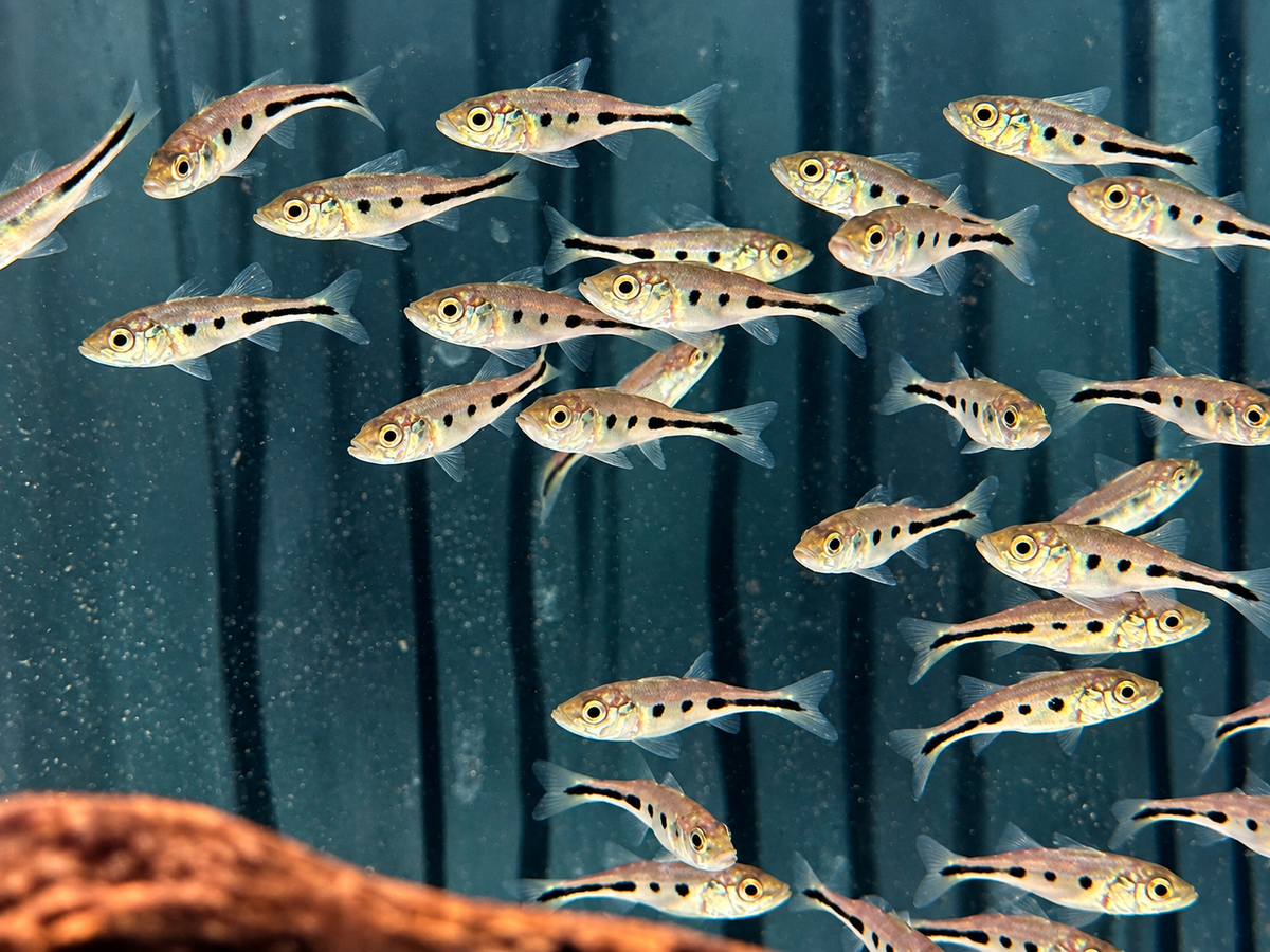 Kammbuntbarsch Cichla monoculus 5 cm