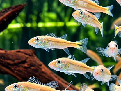 Kammbuntbarsch Cichla pinima 6-8 cm