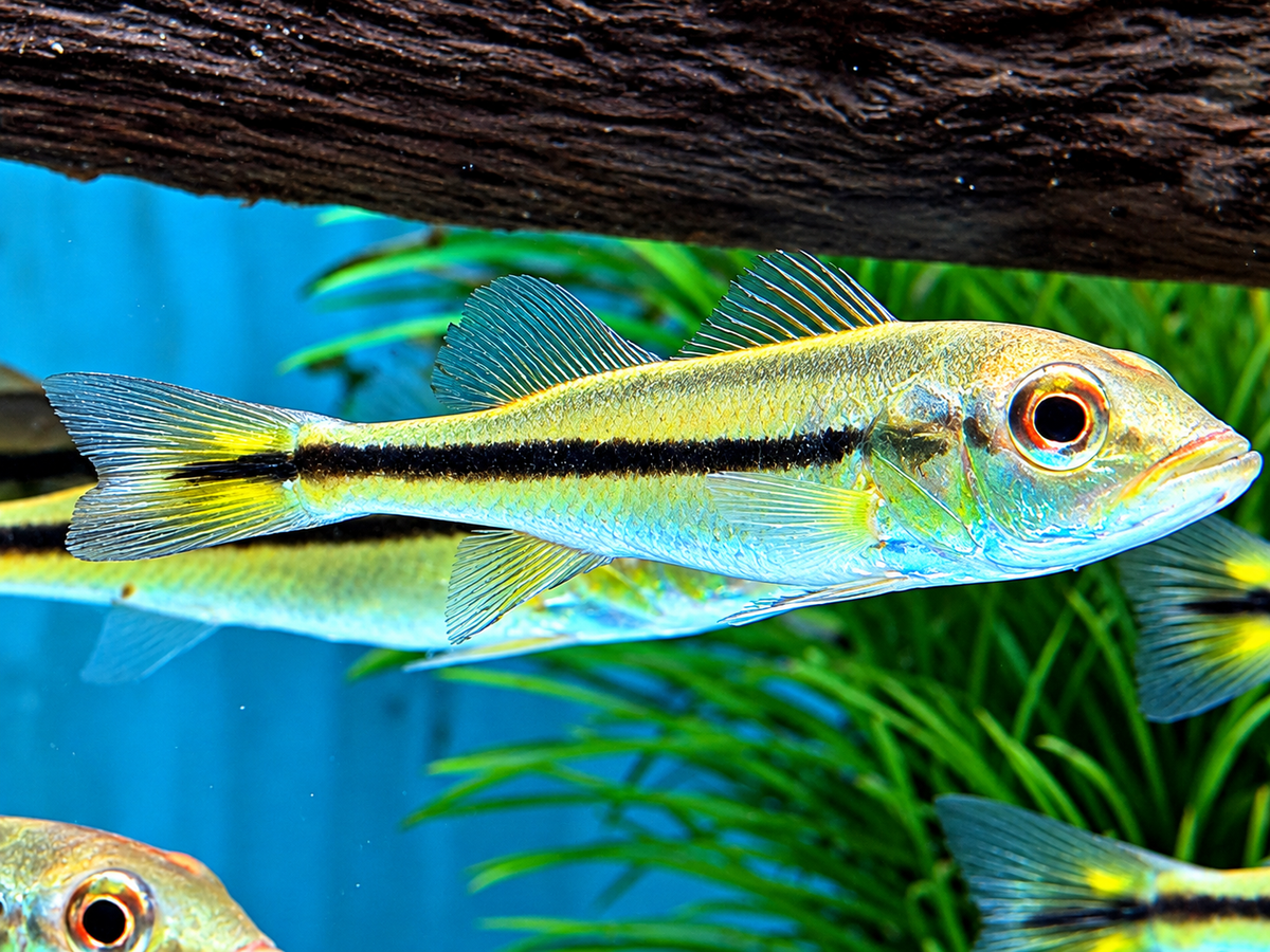 Kammbuntbarsch Cichla temensis WF 5-6 cm