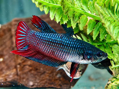 Kampffisch Betta splendens Weibchen
