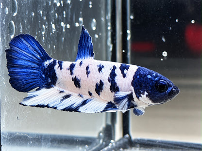 Kampffisch Plakat blue marble Betta splendens Männchen