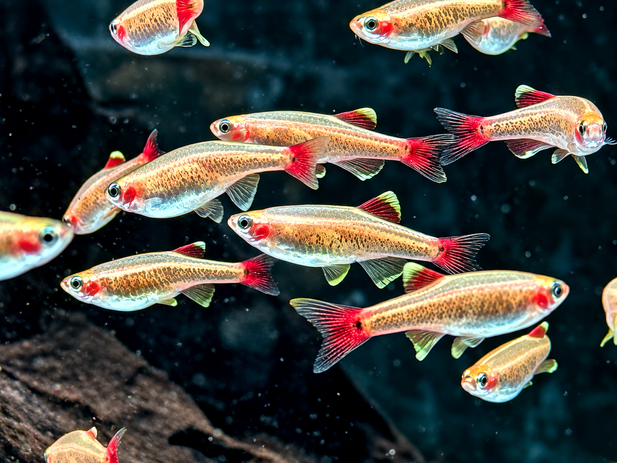 Kardinalfisch Gold Tanichthys albonubes