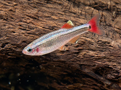 Kardinalfisch Tanichthys albonubes
