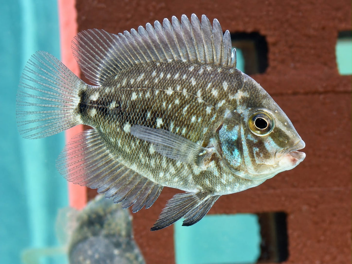 Keilfleckbuntbarsch Uaru amphiacanthoides 4-5 cm