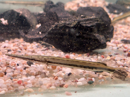 Gefleckter Knochenhecht Kaimanfisch Lepisosteus oculatus