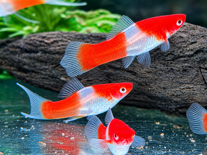Kohaku Schwertträger Xiphophorus helleri