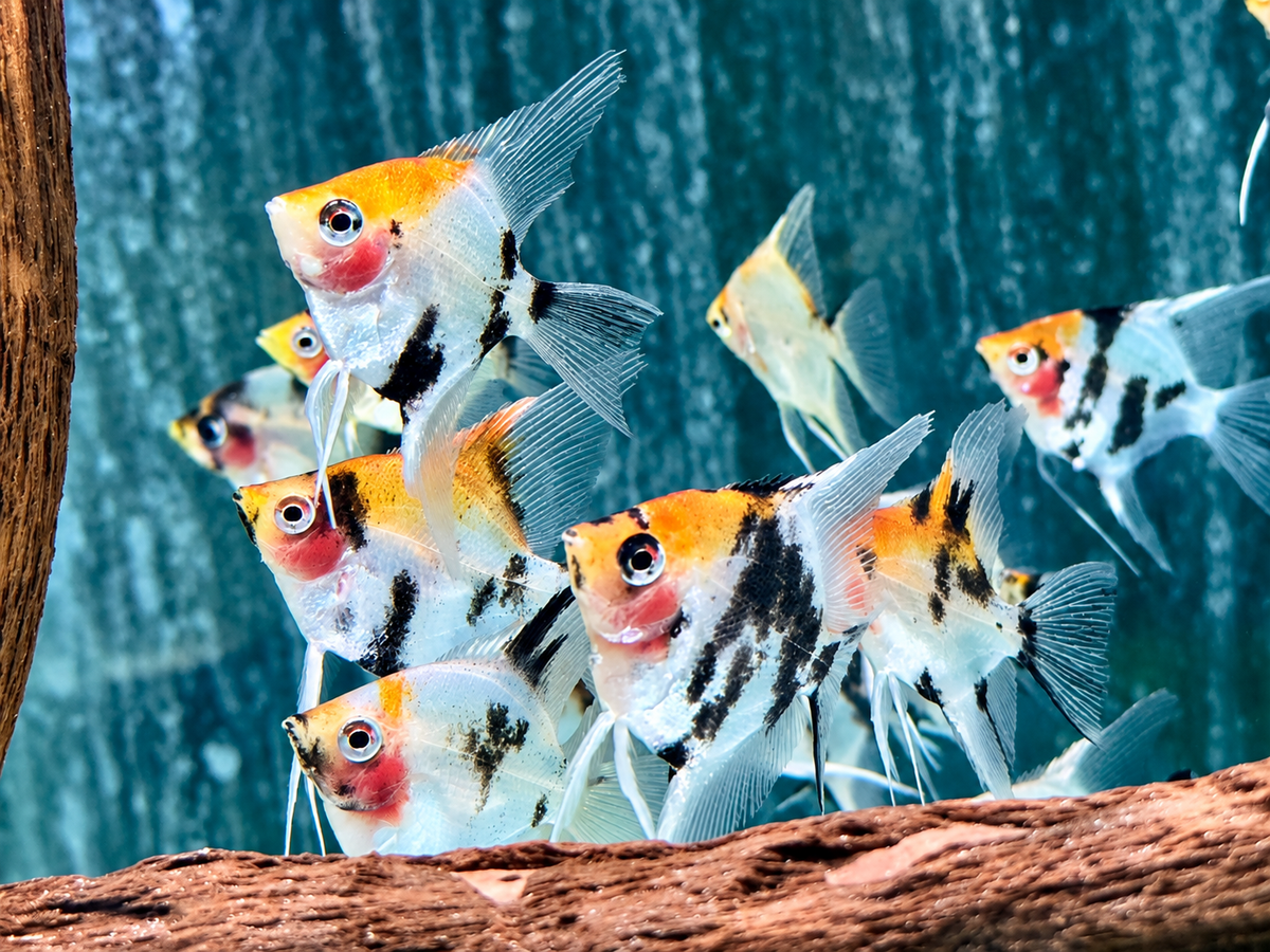 Koi Skalar Pterophyllum scalare