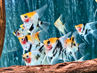 Koi Skalar Pterophyllum scalare