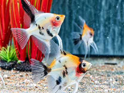 Koi Skalar Pterophyllum scalare