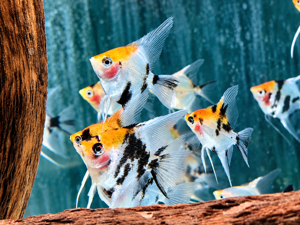 Koi Skalar Pterophyllum scalare