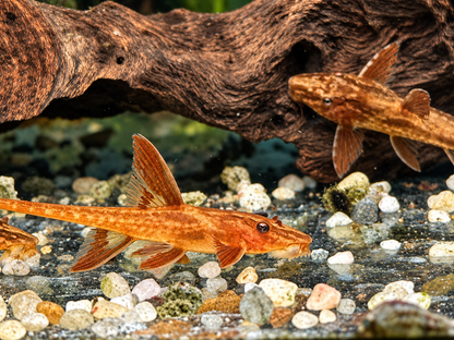 L10a Roter Hexenwels – Rineloricaria sp. Red kaufen