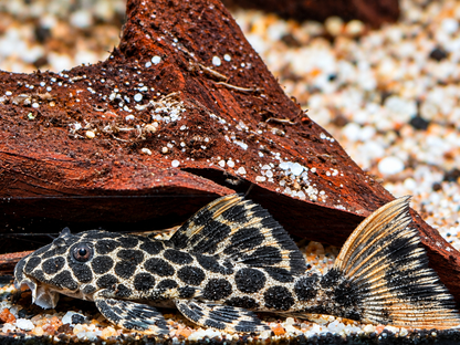L114 Leopard Kaktuswels Pseudacanthicus cf. 5-6 cm