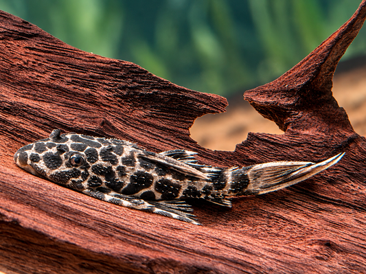 L114 Leopard Kaktuswels Pseudacanthicus cf. 5-6 cm