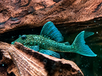 L128 Blauer Phantomwels Hemiancistrus sp. 3,5-4 cm
