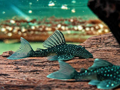 L128 Blauer Phantomwels Hemiancistrus sp. 3,5-4 cm