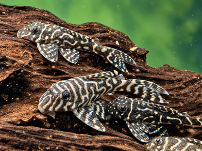 L129 Kolumbianischer Zebrawels Hypancistrus debilittera