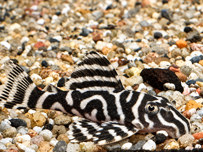 L129 Kolumbianischer Zebrawels Hypancistrus debilittera
