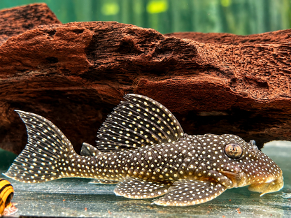 L136 Demini Engelsharnischwels Hypancistrus sp.