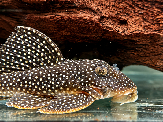 L136 Demini Engelsharnischwels Hypancistrus sp.