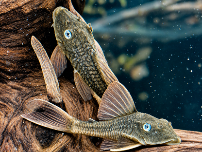 L137 Hypostomus soniae I Cochliodon soniae 6-7 cm