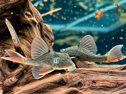 L137 Hypostomus soniae I Cochliodon soniae 6-7 cm