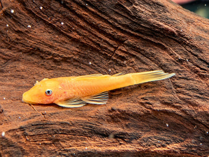 L144 Gelber Antennenwels Ancistrus Blue Eye