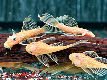 L144 Gelber Antennenwels Long Fin Ancistrus Blue Eye