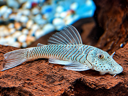 L146 Chaetostoma thomasi Gebirgsharnischwels ca. 4-4,5 cm
