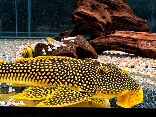 L14 Sonnenwels Scobinancistrus aureatus 25-27 cm