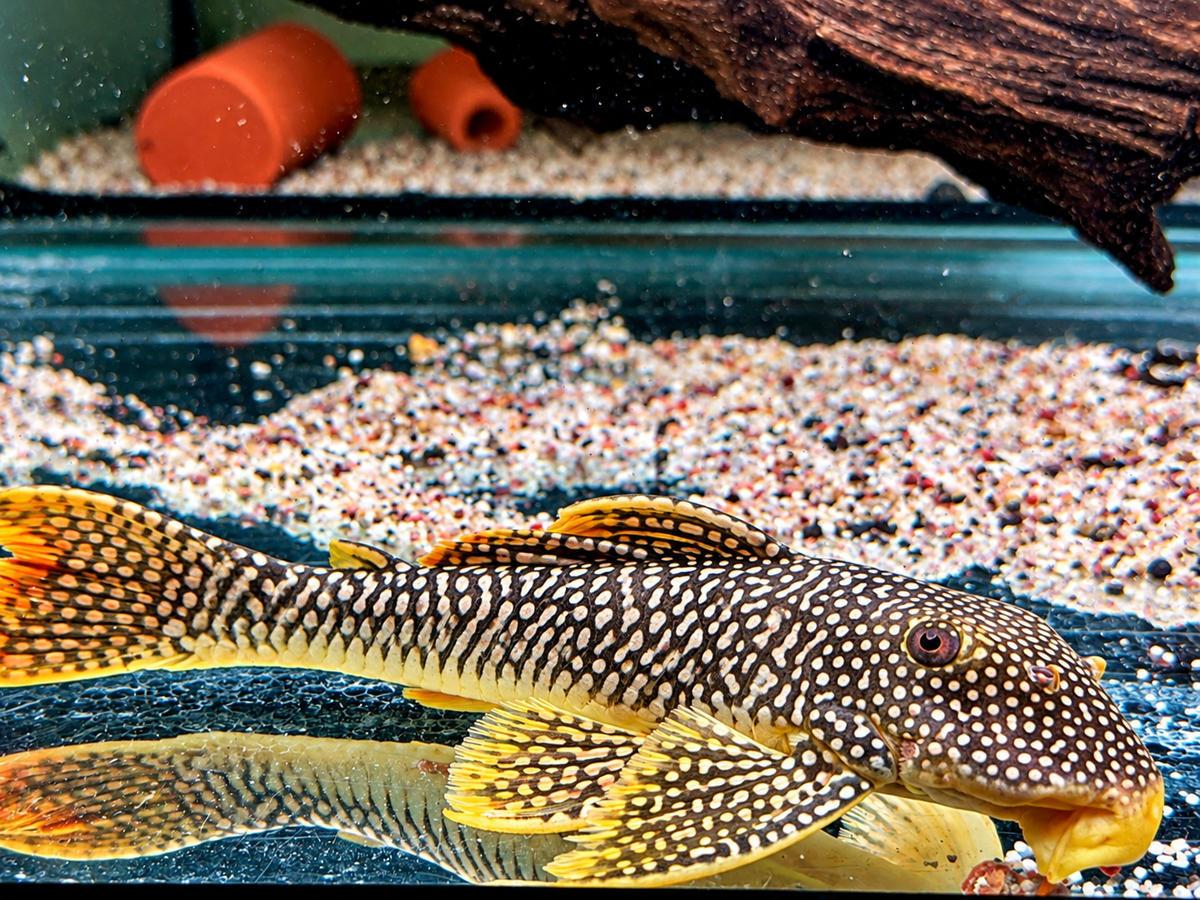 L14 Sonnenwels Scobinancistrus aureatus 25-27 cm