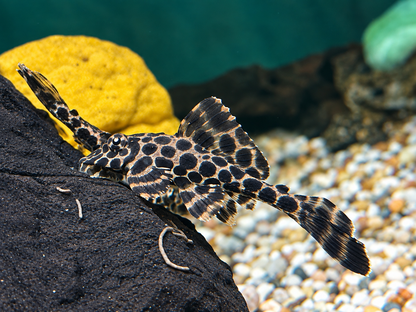 L165 Wabenschilderwels Pterygoplichthys gibbiceps