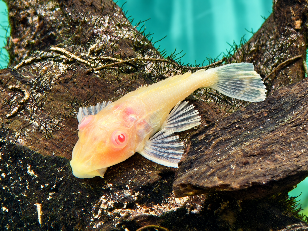 L165 Wabenschilderwels albino Glyptoperichthys gibbiceps 6cm