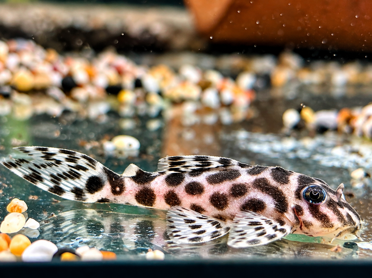L174 Ozelot Harnischwels Hypancistrus spec.