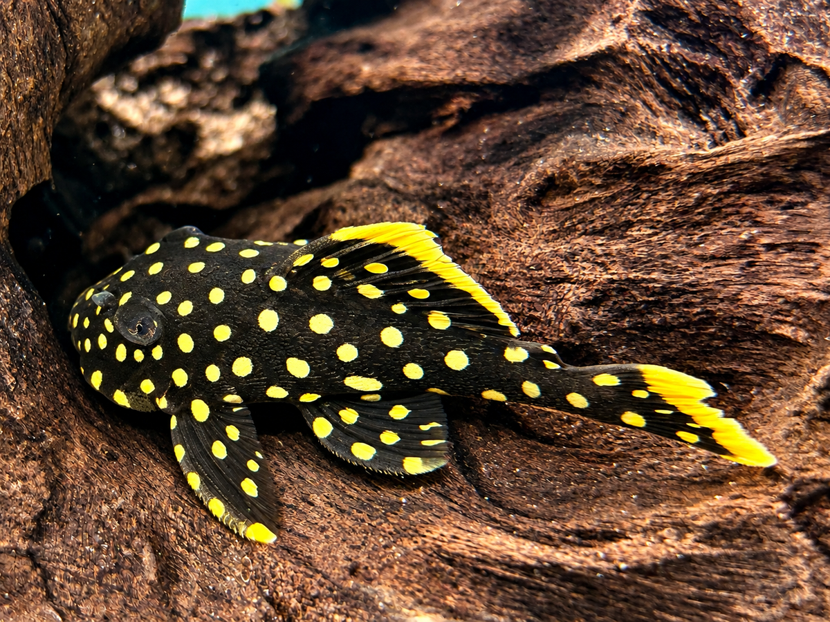 L18 Orangesaum Prachtharnischwels Baryancistrus xanthellus