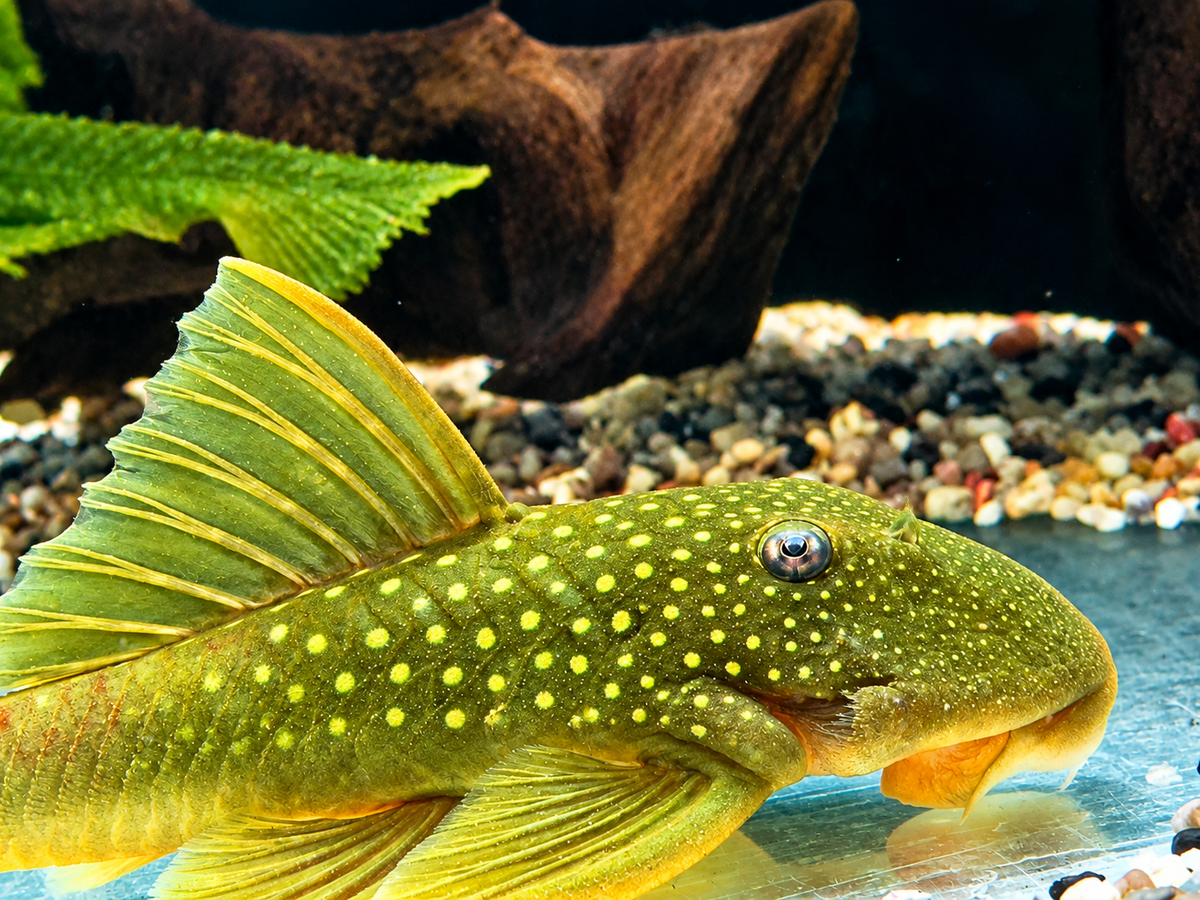 L200 Gelber Phantomwels Hemiancistrus subviridis 8-11 cm