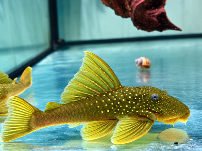 L200 Gelber Phantomwels Hemiancistrus subviridis 8-11 cm