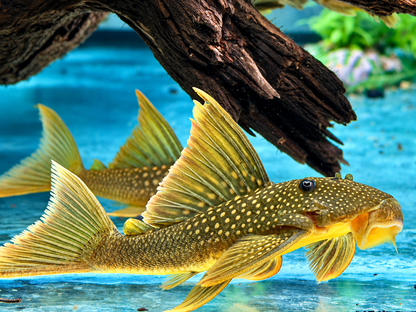 L200a Gelber Phantomwels High fin Baryancistrus demantoides 6-8cm