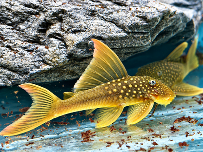 L200a Gelber Phantomwels High fin Baryancistrus demantoides 6-8cm