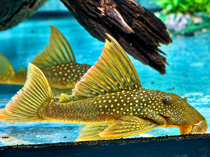 L200a Gelber Phantomwels High fin Baryancistrus demantoides 6-8cm