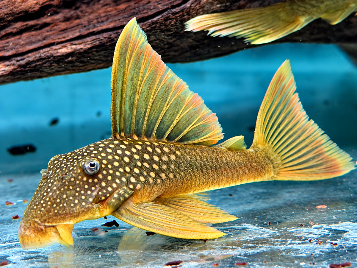 L200a Gelber Phantomwels High fin Baryancistrus demantoides 6-8cm