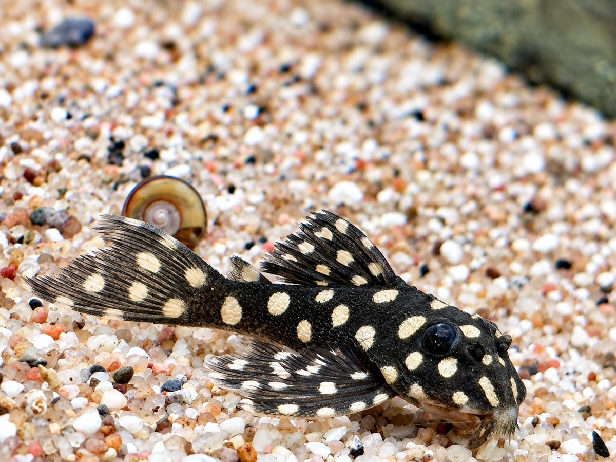 L201 BIG SPOT Orinoco Engelsharnischwels Hypancistrus contradens L201a